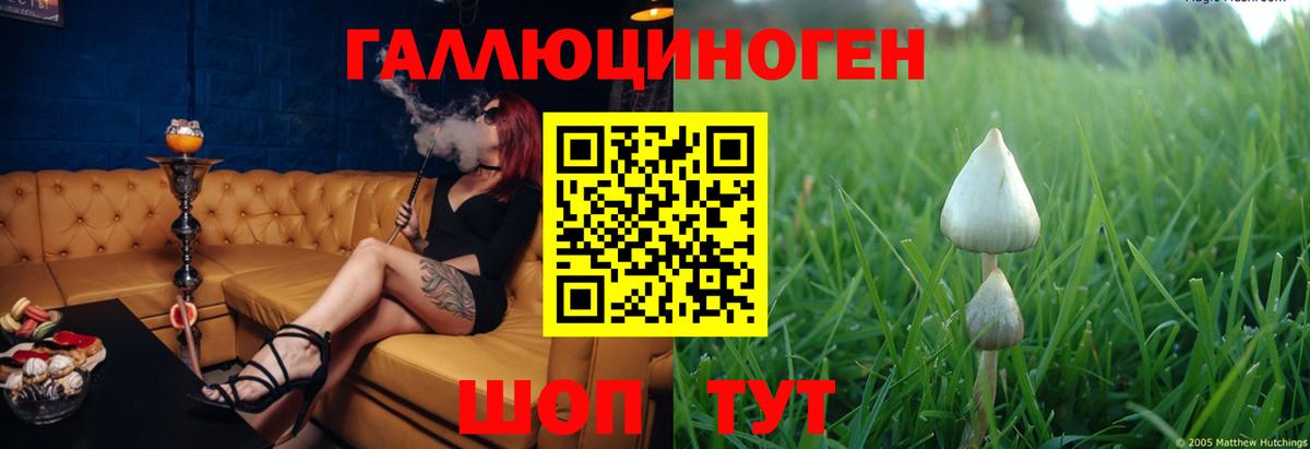 Малгобек  Псилоцибиновые грибы Psilocybine cubensis  Вход с VPN 